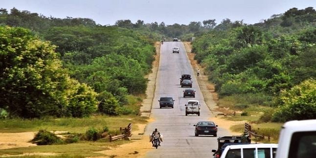 A road in Falgore Forest, Kano State, Nigeria A road in Falgore Forest, Kano State, Nigeria